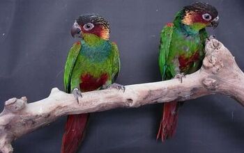 Blue Throated Conure