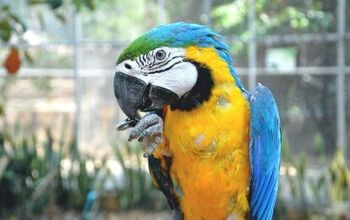 Blue Throated Macaw