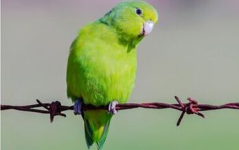 Blue Winged Parrotlet