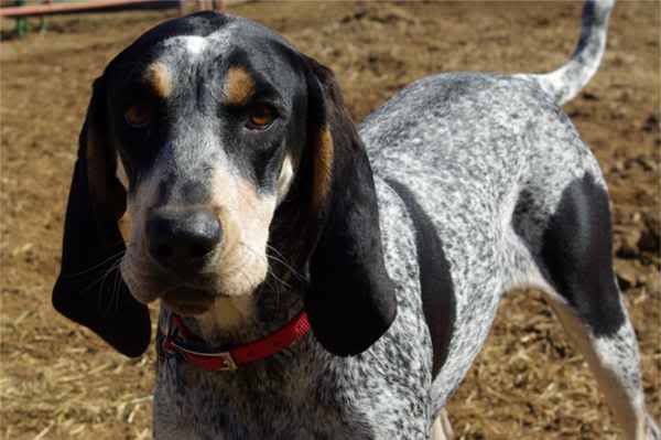 bluetick coonhound