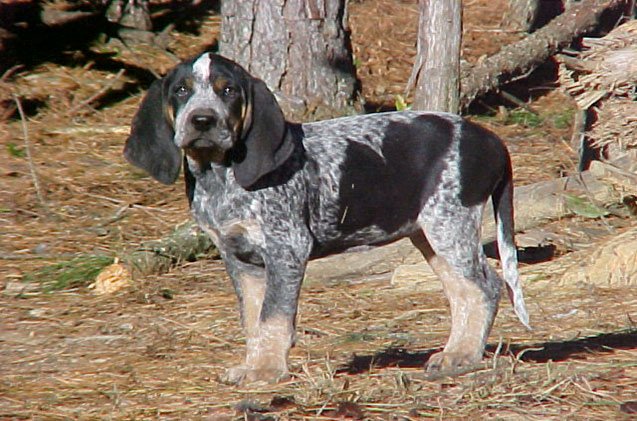 bluetick coonhound