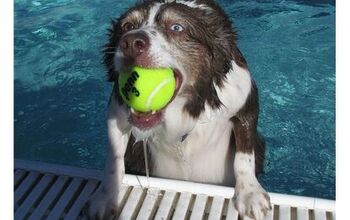 Bo Swims Away As This Week’s Wet Wednesday Weekly Winner