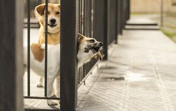 Boarding Your Dog For The First Time