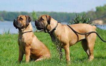 Boerboel