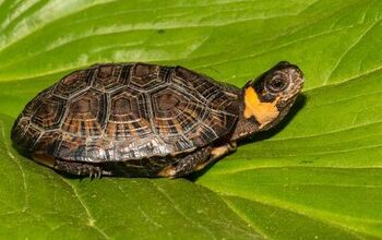 Bog Turtle