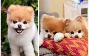 Boo, World’s Cutest Dog, Dies Of Broken Heart After Best Buddy Passe