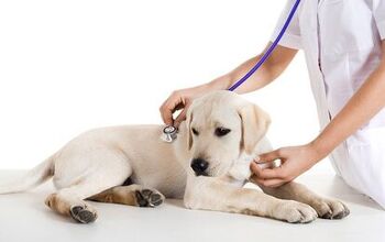 Bordatella: Kennel Cough Symptoms And Treatments