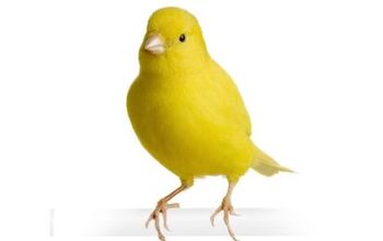 Border Fancy Canary