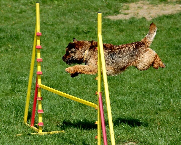 border terrier