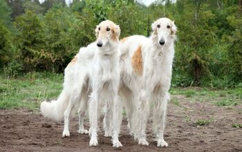 Borzoi