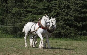 Boulonnais Horse