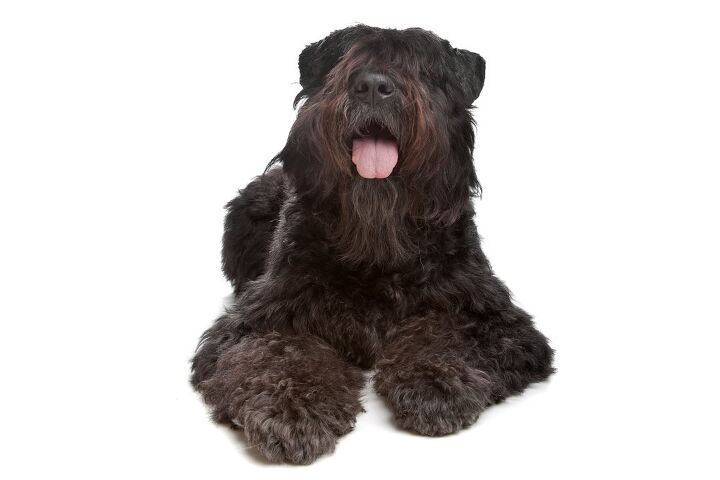 bouvier des flandres