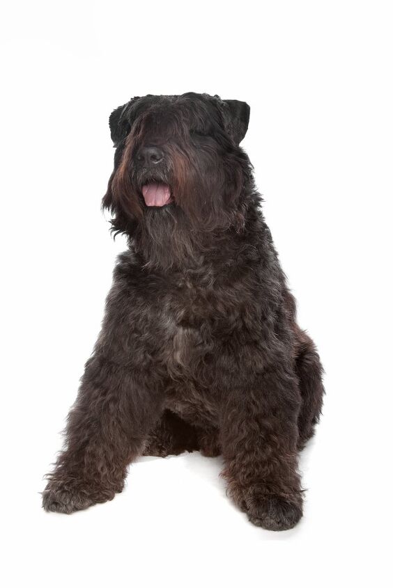 bouvier des flandres