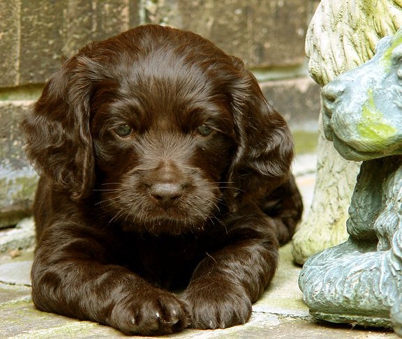 boykin spaniel