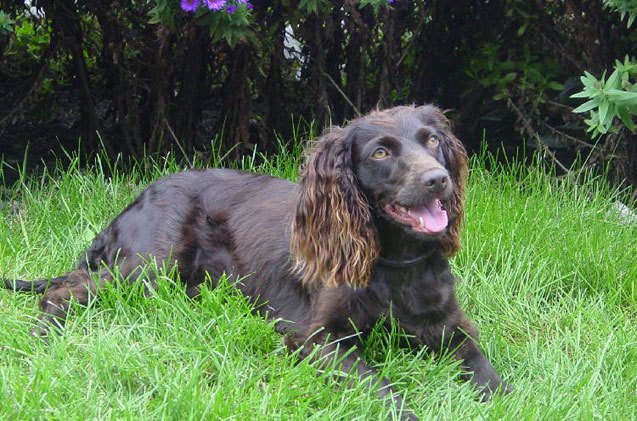 boykin spaniel