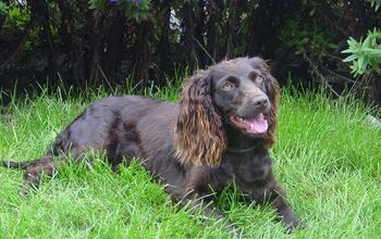 Boykin Spaniel