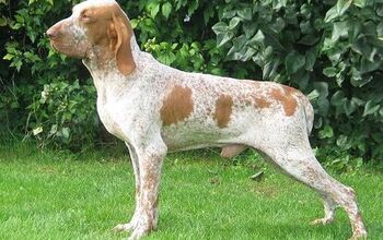 Bracco Italiano