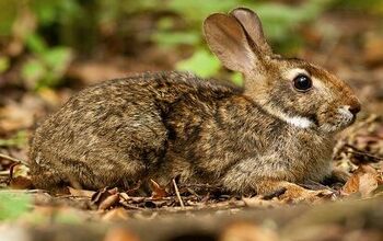 Brazilian Rabbit