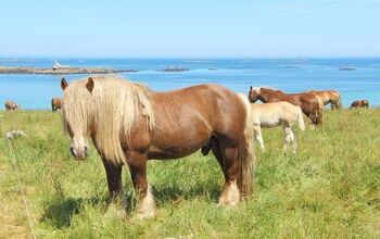 Breton Horse