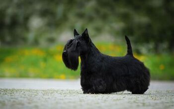 Britain's Beloved Breed, the Scottish Terrier, Faces Extinction