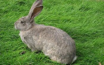 British Giant Rabbit