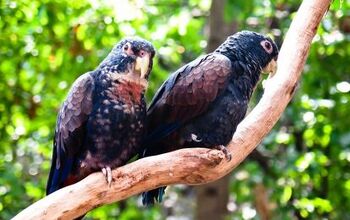 Bronze Winged Parrot