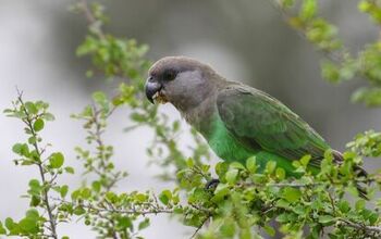 Brown Headed Parrot