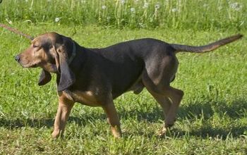 Bruno Jura Hound