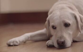 Buddy Makes Us Bawl: Budweiser’s Emotional Anti Drinking Ad [Video]