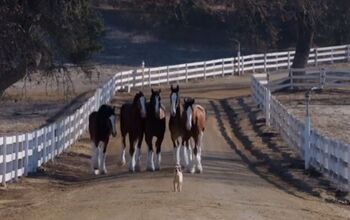 Budweiser Super Bowl “Puppy Love” Is the Most Adorable Ad Ever [Vi