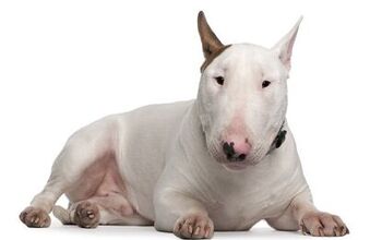 Bull Terrier