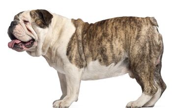 Bulldog