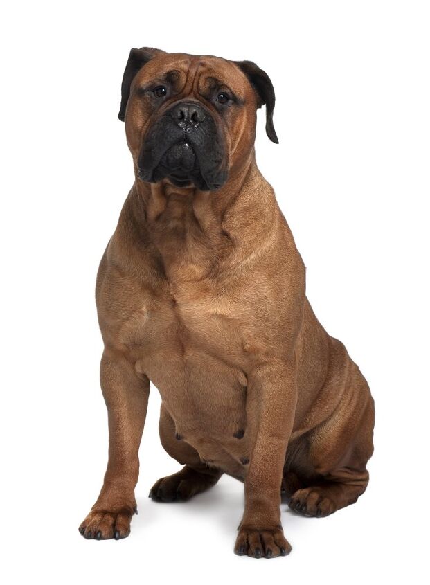 bullmastiff