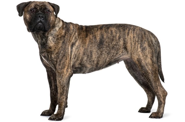 bullmastiff