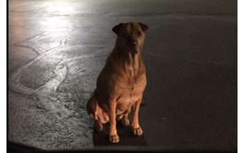 Burger-Begging Dog Is Lovin’ Those Golden Arches [Video]