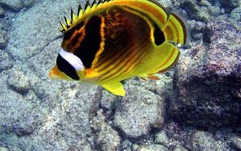 Butterflyfish