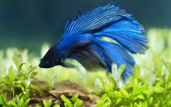 Buying Guide: Best Betta Fish Tanks