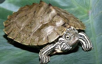 Cagle’s Map Turtle