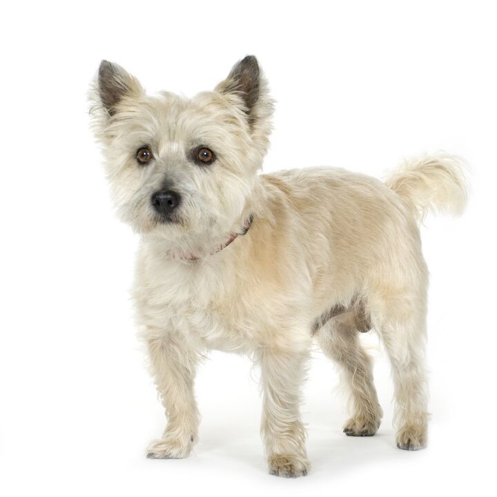 cairn terrier