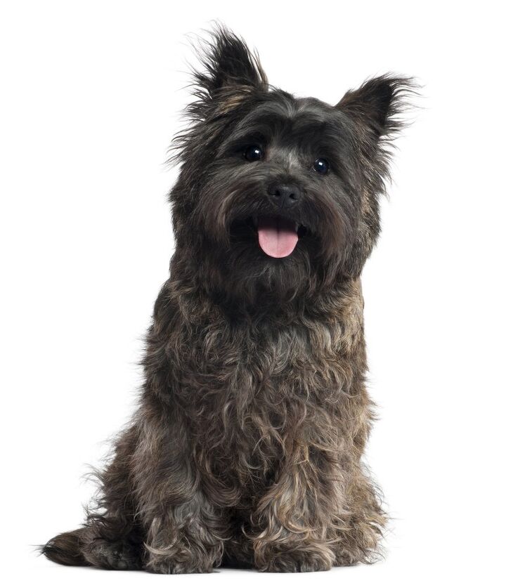 cairn terrier