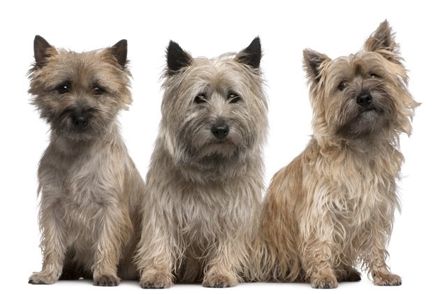 cairn terrier