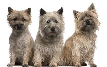 Cairn Terrier