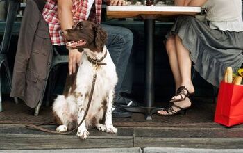 California Passes Law That Allows Dogs To Dine On Restaurant Patios