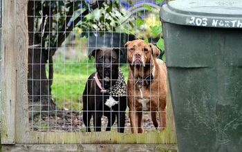 Calling All Canadians: Sign The Petition To Ban Electric Shock Collars