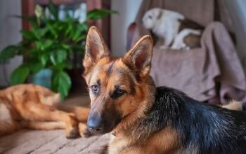 Can a German Shepherd Live in an Apartment?