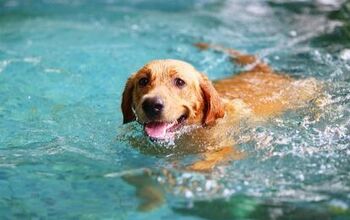 Can All Dogs Swim?