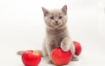 Can Cats Eat Apples?