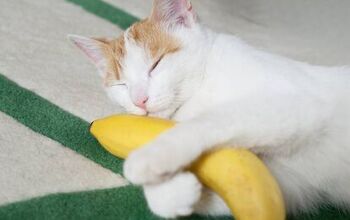 Can Cats Eat Bananas?