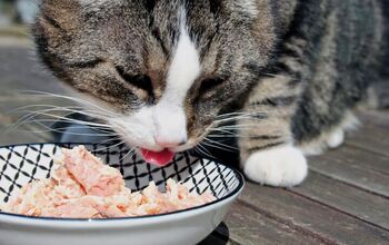 Can Cats Eat Tuna?