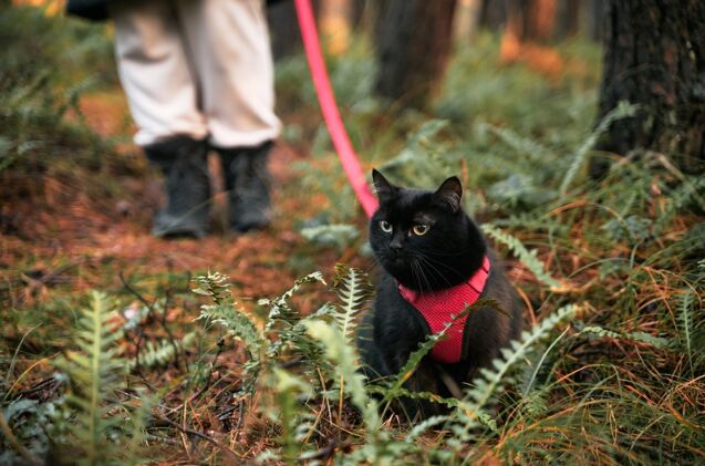 can cats get lyme disease, Photo credit alexgo photography Shutterstock com